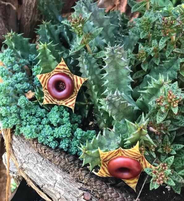 A Huernia zebrina épp úgy néz ki, mint a Jumanji című film egyik méregnyilakat lövő növénye.