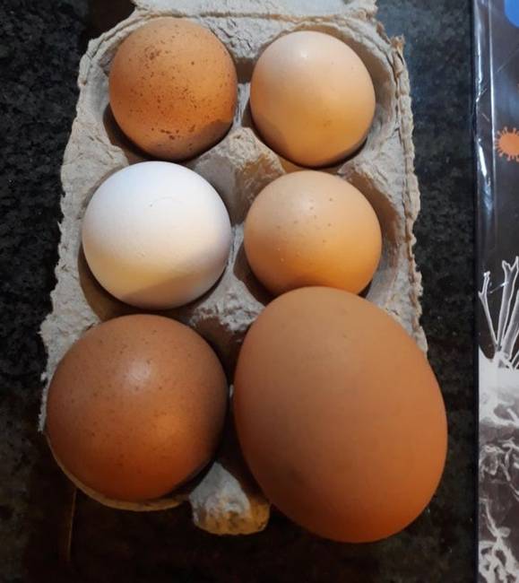 „Az egyik csirkém ma egy hatalmas tojást rakott."