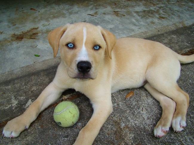 Husky szemek, labrador test.