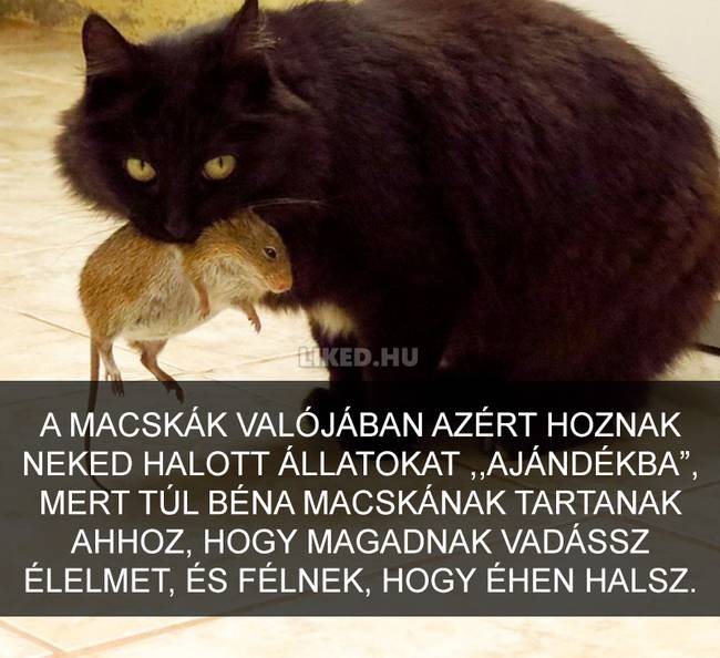 15 meghökkentő tény a macskákról, amit valószínűleg Te sem tudtál korábban