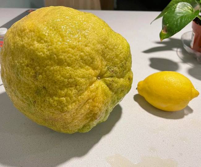 Ponderosa citrom egy hagyományos bolti citromhoz képest.