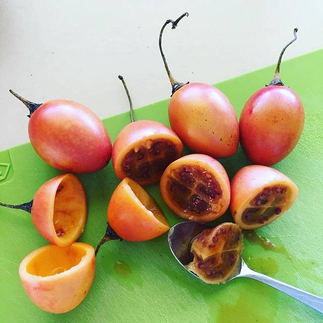 Tamarillo