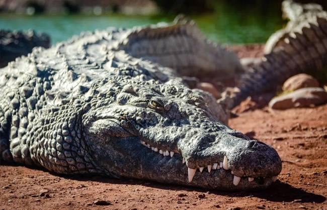 krokodil