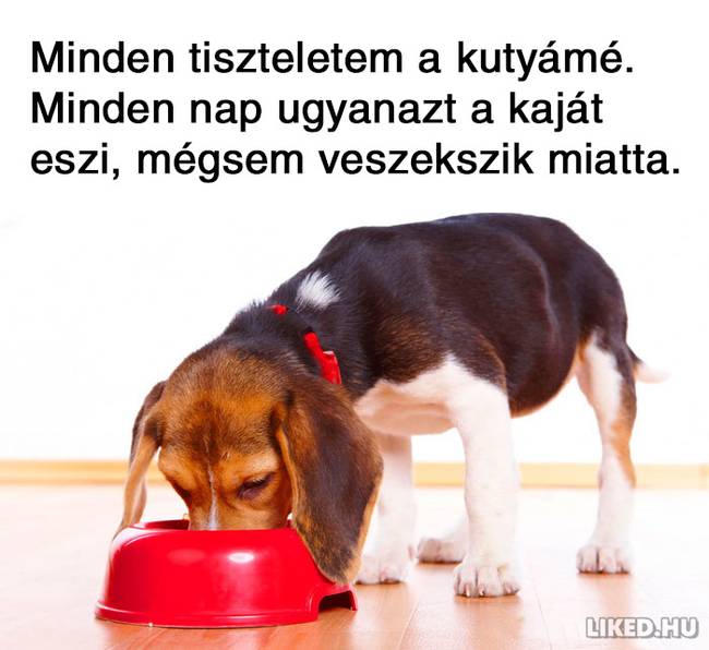 21 fogyókúrázással kapcsolatos mém, ami többet mond minden szónál