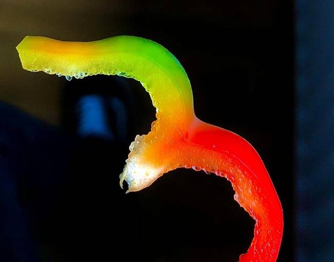 Ez a szelet paprika egyszerre van az érés minden stádiumában.