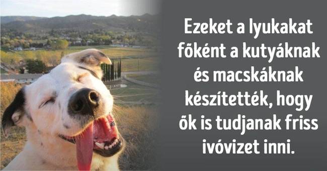 Intelligens kérdések