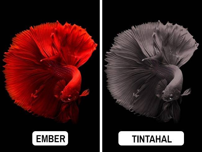Tintahal