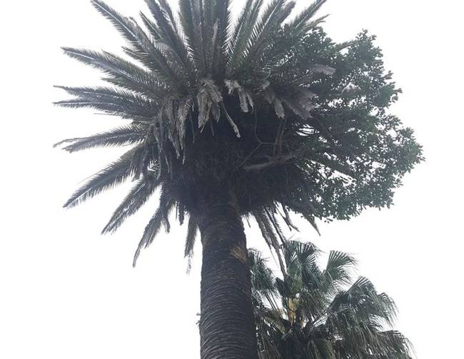 Így néz ki egy pálmafa, amire egy másik fa nőtt.