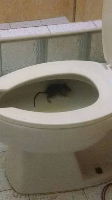 „Bementem a fürdőszobába, és ez a látvány fogadott.''