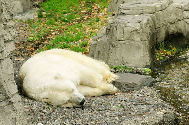 Gus, a jegesmedve depressziós lett, miután állatkertbe zárták.