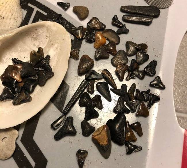 „Cápafogak, amiket anyám hozott haza a floridai nyaralásáról."
