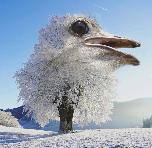 Ez a szegény emu sem menekülhetett a Photoshop-művészek elől.