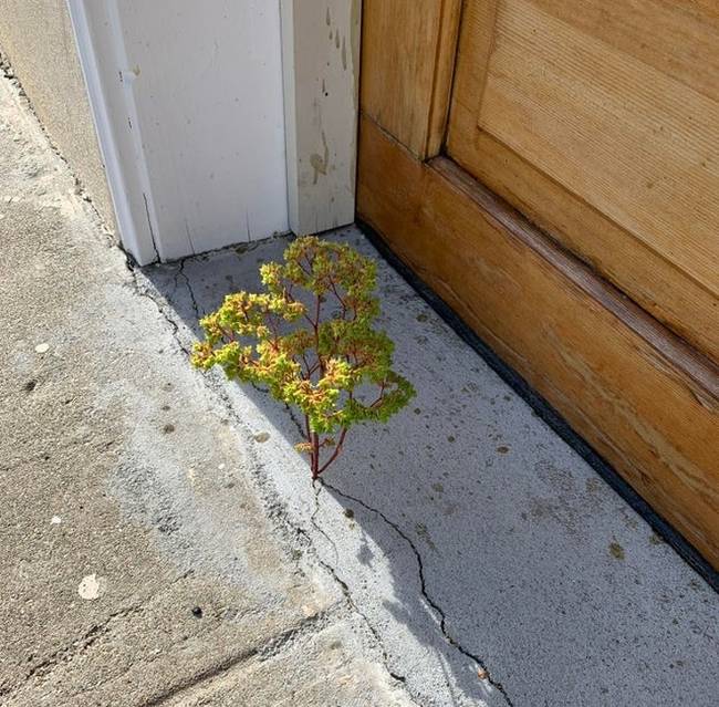 Ez a kis növény olyan, mint egy minifa, ami feltörte a betont.