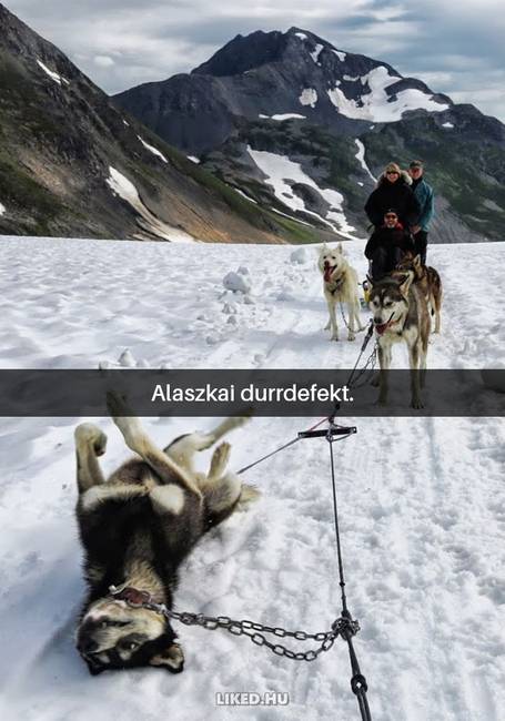 16 kutyás Snapchat-üzenet, ami kétségkívül jobb hellyé tette az internetet