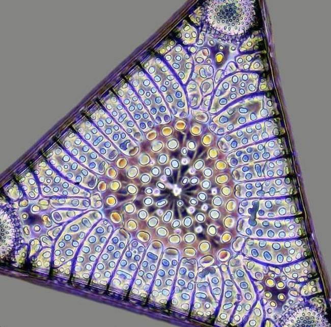 Az egysejtű algák mikroszkóp alatt úgy néznek ki, mint egy kaleidoszkóp.