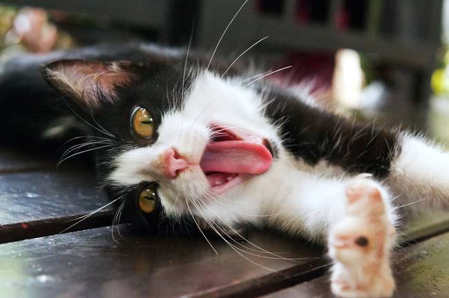 Black white kitten