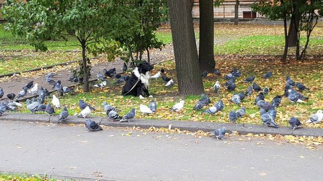 Kicsit olyan, mint a Reszkessetek betörők 2-ből a galambos nő a parkban.