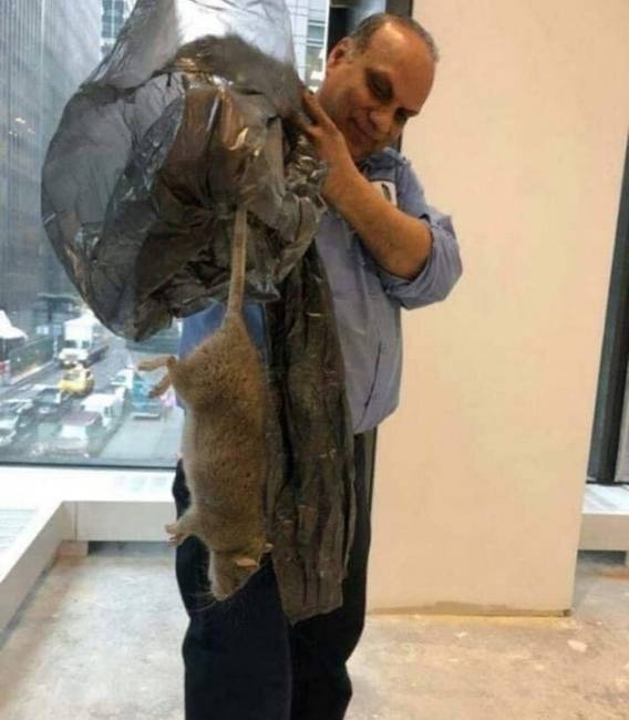 Mivel etetik ezeket a patkányokat New Yorkban?!