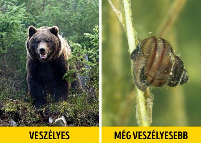 Édesvízi csigák
