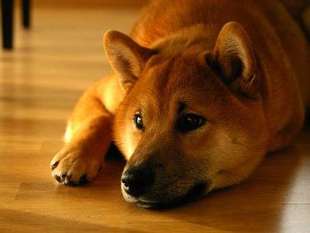 Shiba Inu!