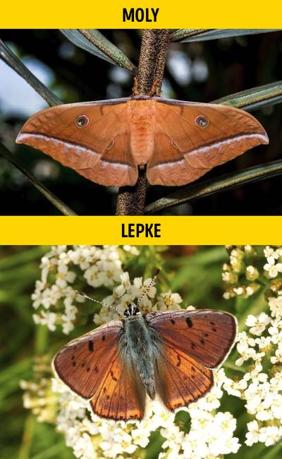Moly vagy lepke?