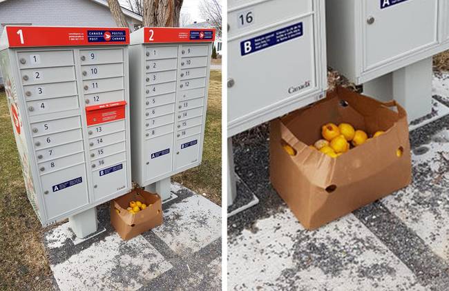 „Valaki egy nagy doboz citromot hagyott a közös postaláda alatt."
