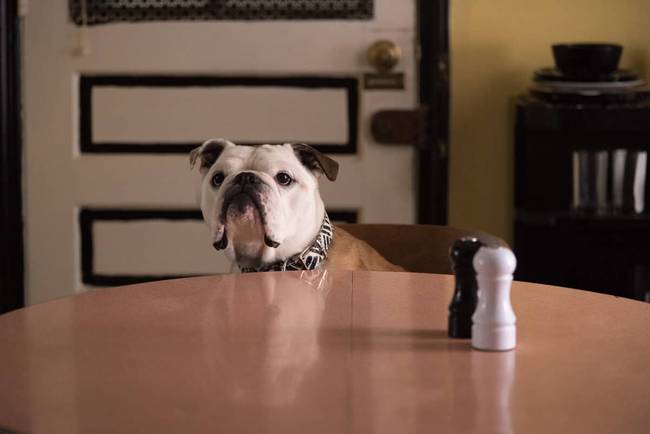 A kutyák saját Oscar-díja: a Palm Dog-díj nyertesei az elmúlt tíz évből