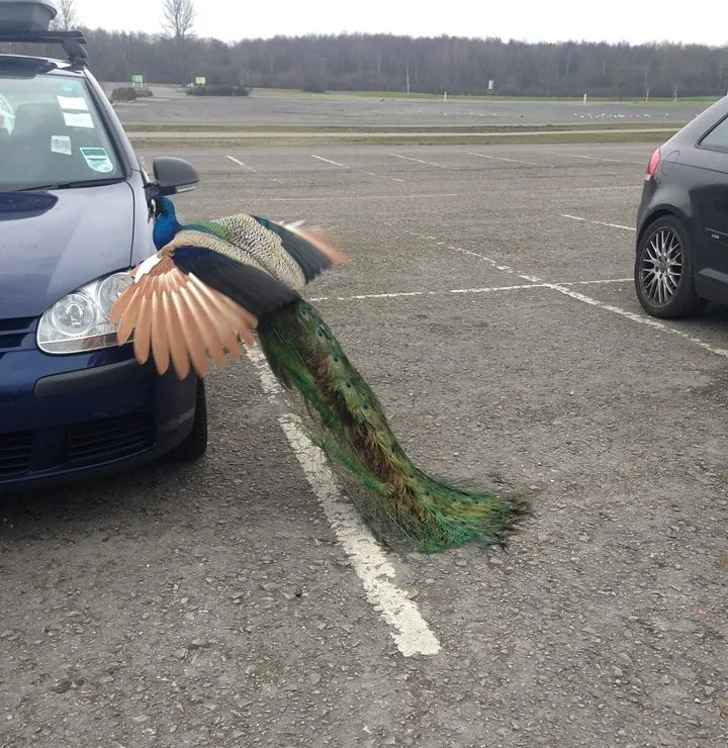 Döntéshozás