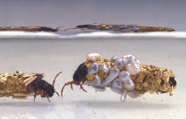 A Caddis lárvák mesterséges vázat építenek maguknak a körülöttük található törmelékből. Huber Duprat művész egy arannyal, gyönggyel és más drágakövekkel teli akváriumba helyezte őket, és ez lett az eredménye.