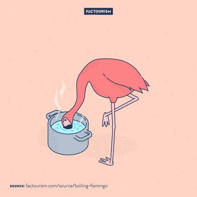 A flamingók forró vizet isznak.