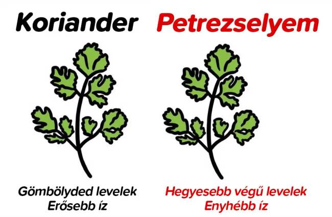 Koriander és petrezselyem