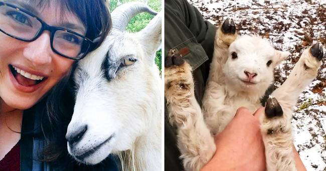 Kutatások kimutatták, hogy a kecskék képesek felismerni az érzelmeket, és vonzódnak a mosolygós, boldog arcokhoz