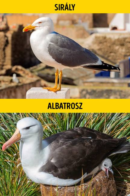 Sirály vagy albatrosz?