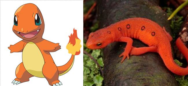 Charmander | Vörös szalamandra