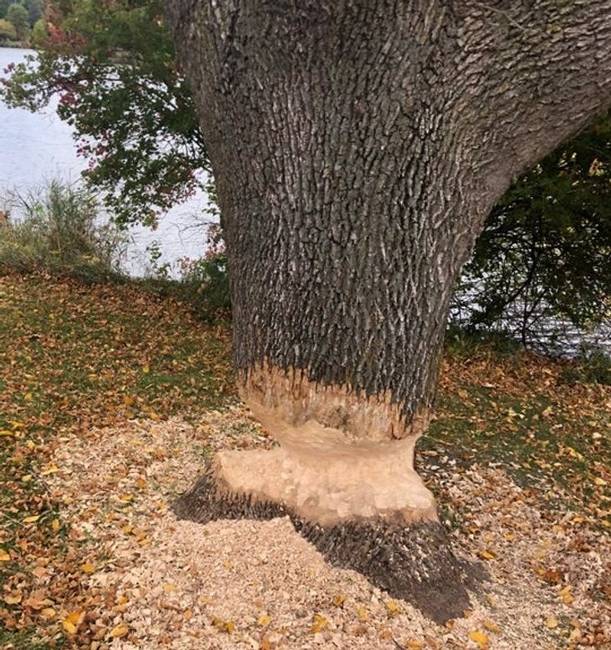 A hódok úgy döntöttek, hogy kidöntik ezt a fát.