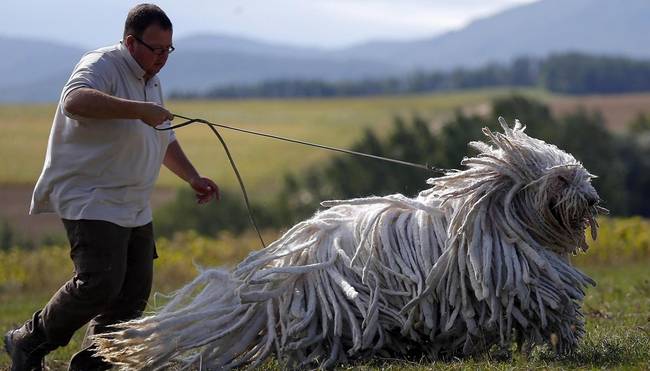 Komondor (40-60 kilogramm)