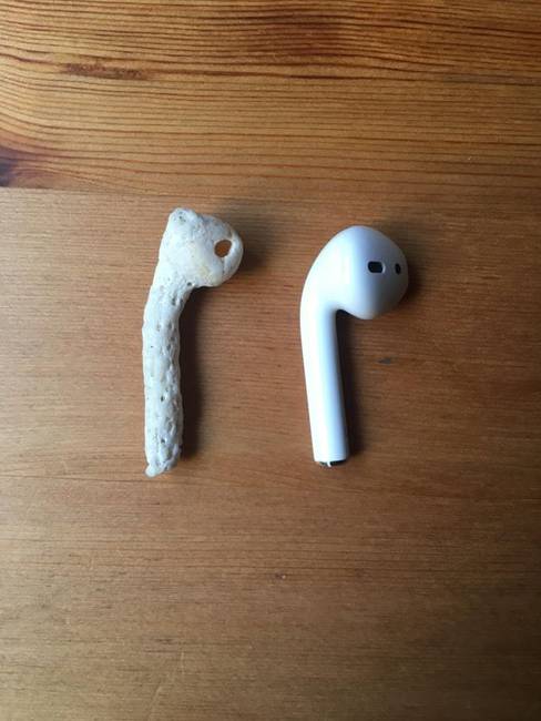 Ez a kagyló pont úgy néz ki, mint egy AirPod.