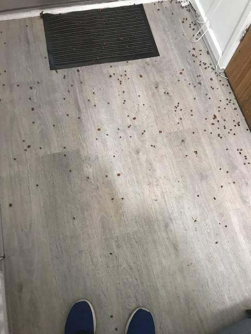 „Mikor elutaztam nyaralni, megkértem apámat, hogy esténként etesse meg a macskáimat. Nem gondoltam rá, hogy csak a postaláda-nyíláson keresztül fogja beszórni nekik a tápot."