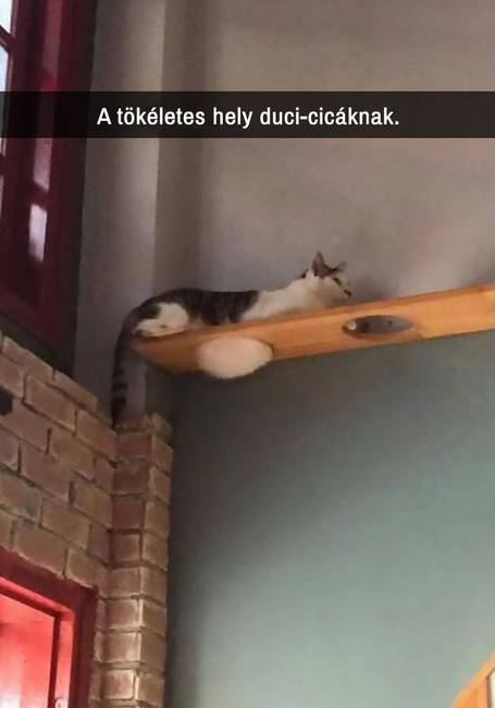 21 macskás Snapchat-üzenet, amit nem lehet kibírni nevetés nélkül