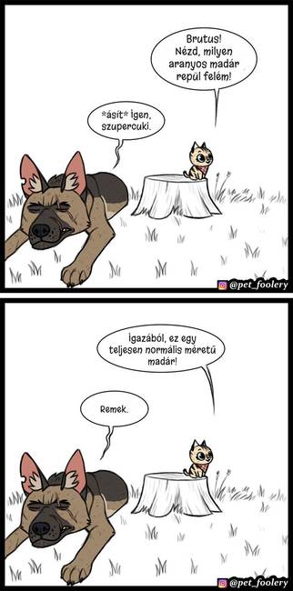 8 új ‘Pixie és Brutus’ képregény, ami segít bearanyozni a napod