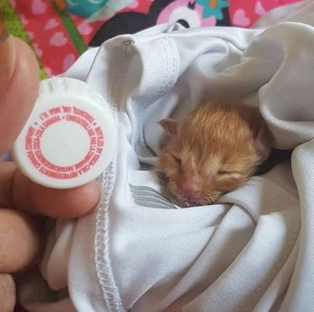 A kiscicák ezzel szemben néha nagyon aprócskák tudnak lenni.