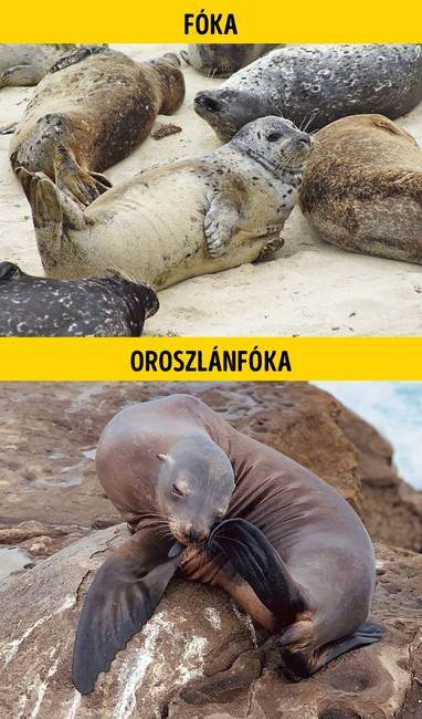 Fóka vagy oroszlánfóka?
