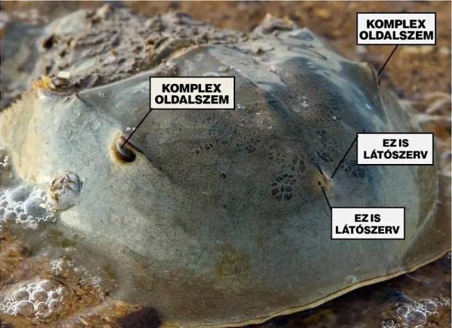 Patkórák érdekességek 015