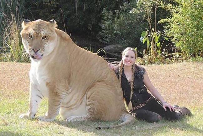 Liger: oroszlán + tigris.