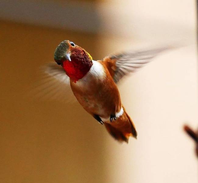 „A kolibri észrevette, hogy megpróbálok fényképet készíteni róla."