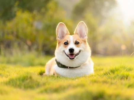 Corgi!