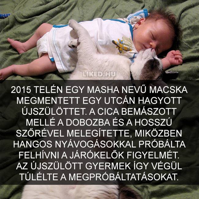 15 meghökkentő tény a macskákról, amit valószínűleg Te sem tudtál korábban
