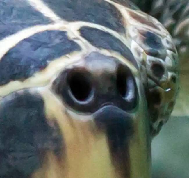 Próbáld meg felismerni az állatokat pusztán az orrukról készült fotók alapján