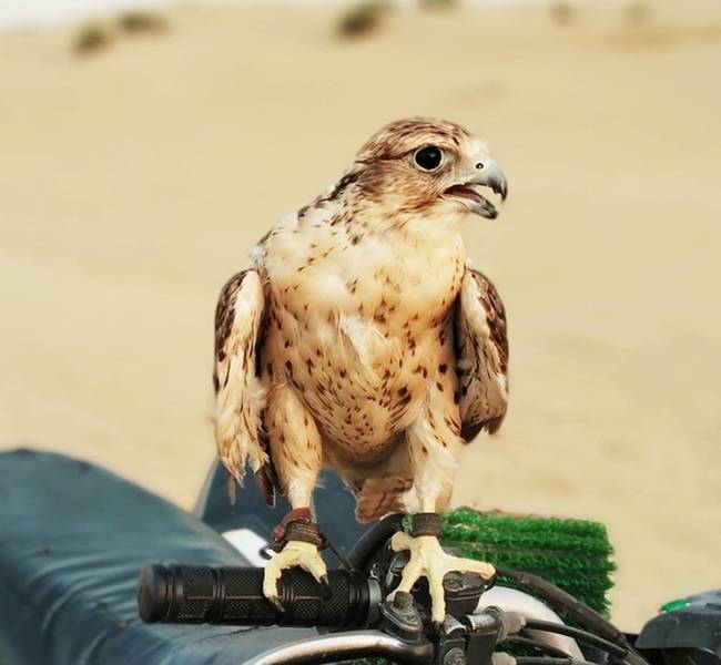 „Ez a barátságos kis madár az egyik sivatagi szafari során landolt a motoromon. Valószínűleg valakinek a házi kedvence."