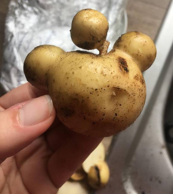 „A burgonya, ami a barátom kertjében termett, úgy néz ki, mint egy Reddit logó!"